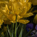 Ruffly Tulips-LHG_1550 by rontu