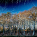 Trees in a Parallel Universe... by vignouse