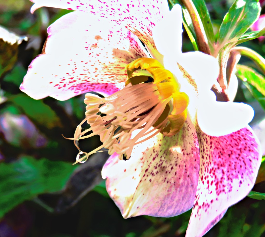 Hellebore in the sun  by countrylassie