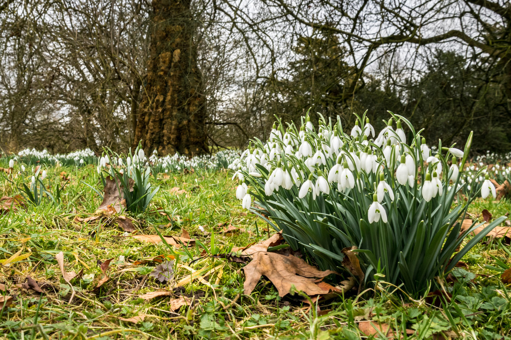 More Snowdrops  by rjb71