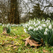 More Snowdrops  by rjb71