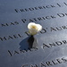 9/11 Memorial rose by kathyrose