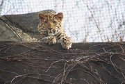 19th Feb 2017 - Leopard Cub 