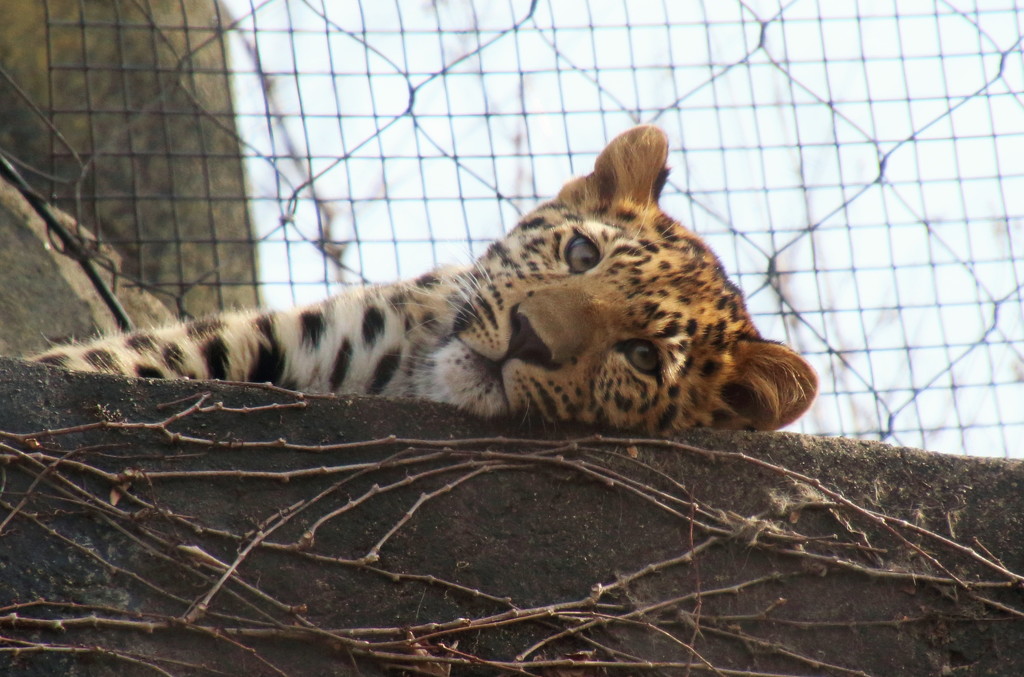 Leopard Cub  by randy23