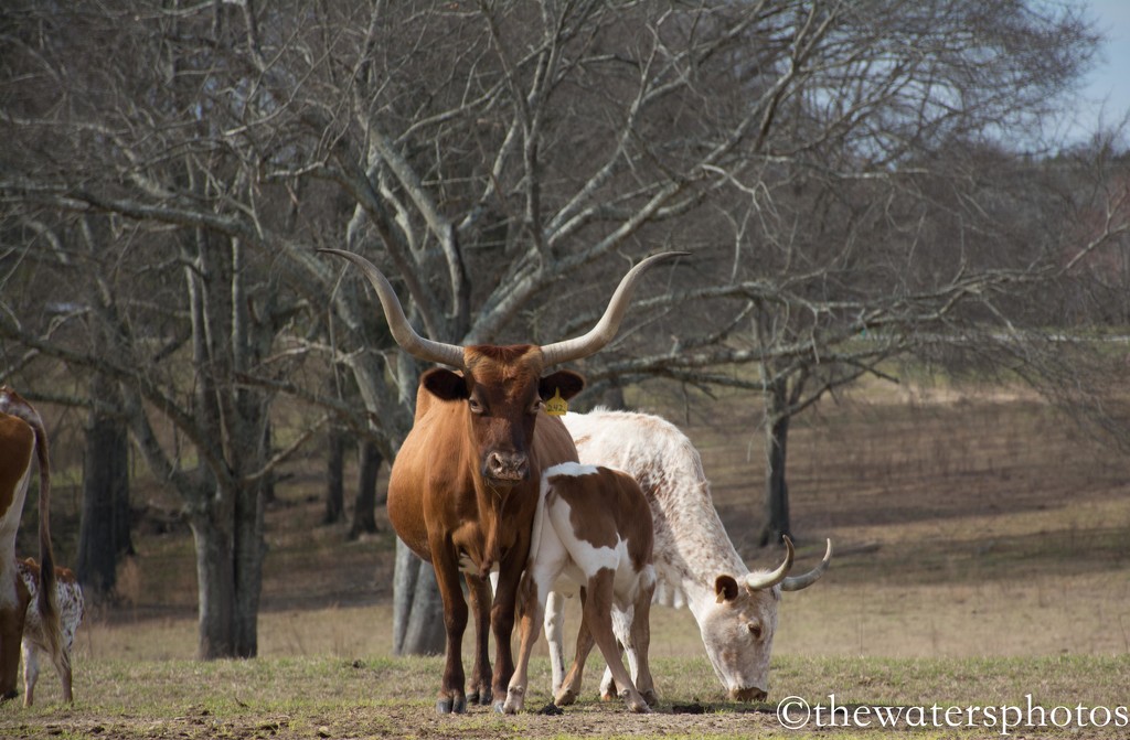 Long horn cows by thewatersphotos