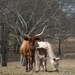 Long horn cows by thewatersphotos