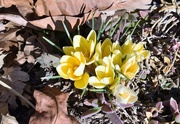 20th Feb 2017 - Yellow Crocus: sign of Spring