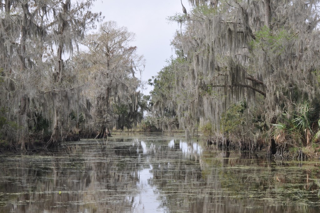 Louisiana Swamp Tour by frantackaberry