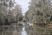18th Feb 2017 - Louisiana Swamp Tour