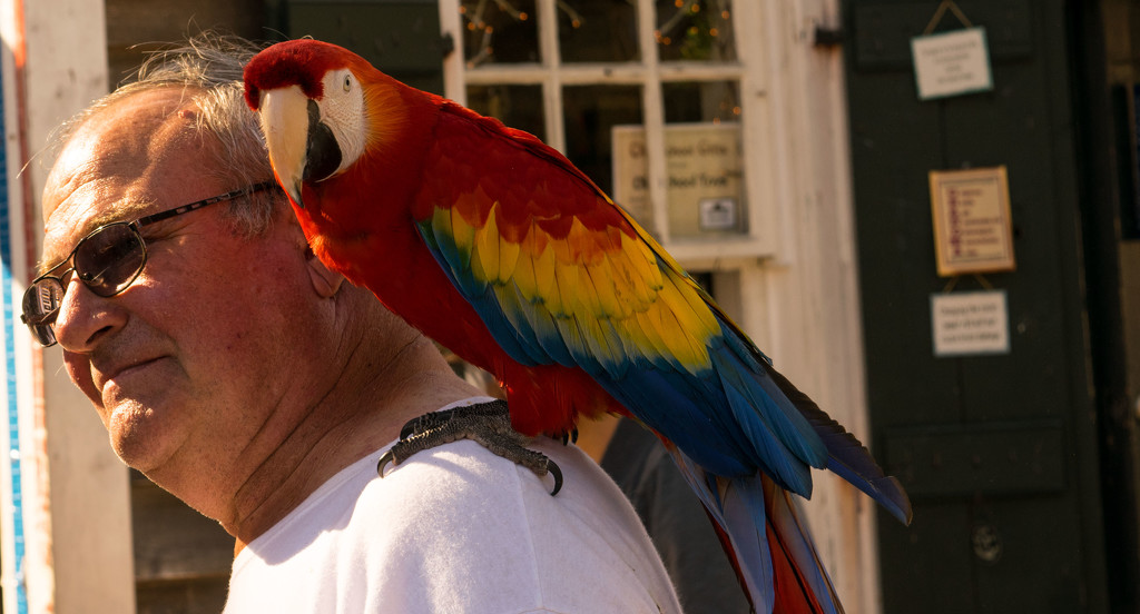 Scarlet Macaw Parrot Out for a Walk! by rickster549