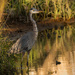 Blue Heron in the Sunshine! by rickster549