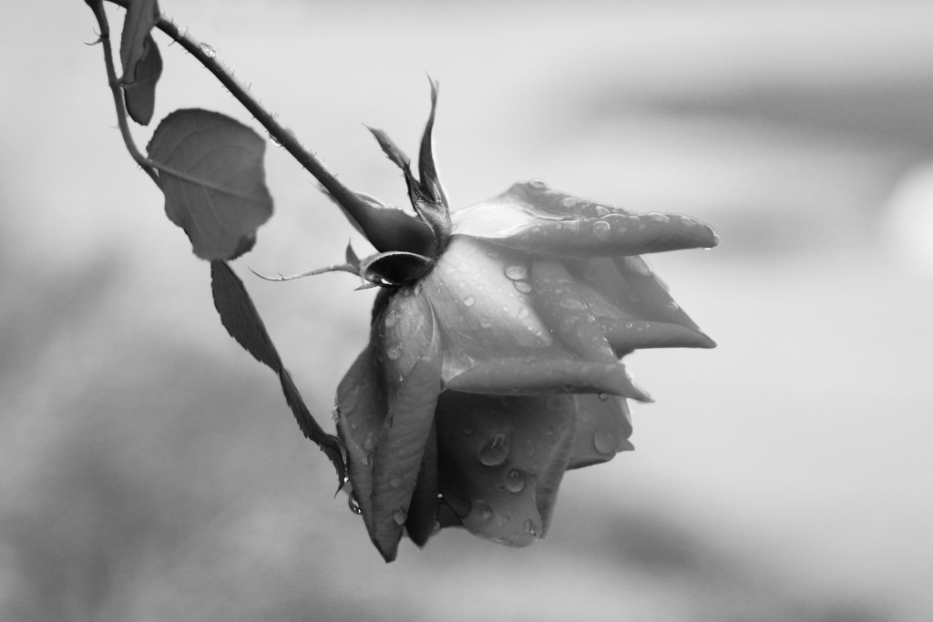 Sad rose by ingrid01
