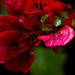 Soggy Bouganvillea by stray_shooter