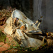 NLYPD - Grasshopper by bulldog