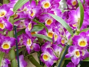 21st Feb 2017 - Orchids Galore