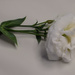 White flower by dkbarnett