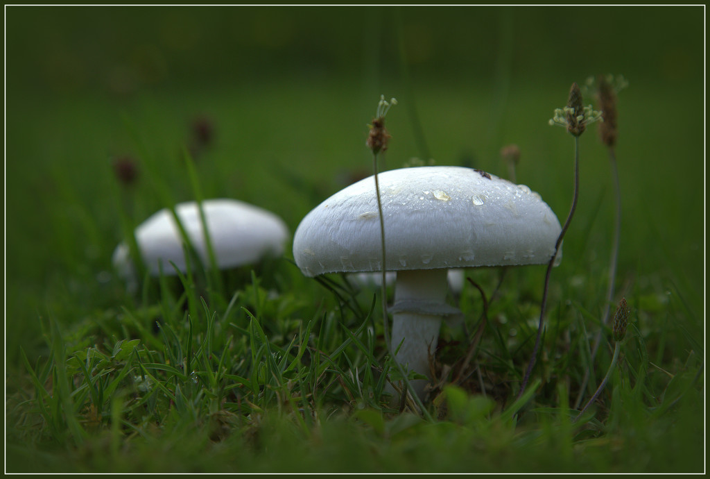 Mushrooms! by dide