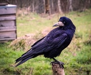 21st Feb 2017 - King of the rooks