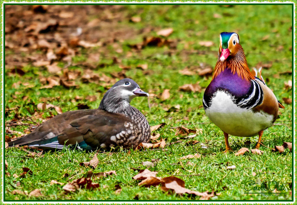 Mr.and Mrs.Mandarin Duck by carolmw