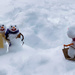 The Snow family - Image #14 by novab