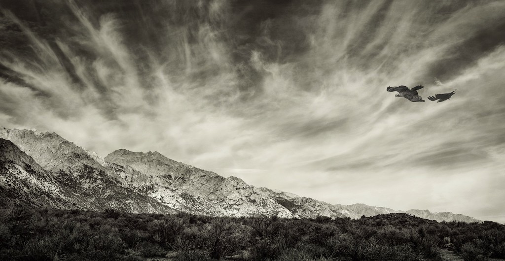 Flying Toward the Sun Over Mt Whitney Black and White  by jgpittenger