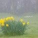 Foggy start by flowerfairyann