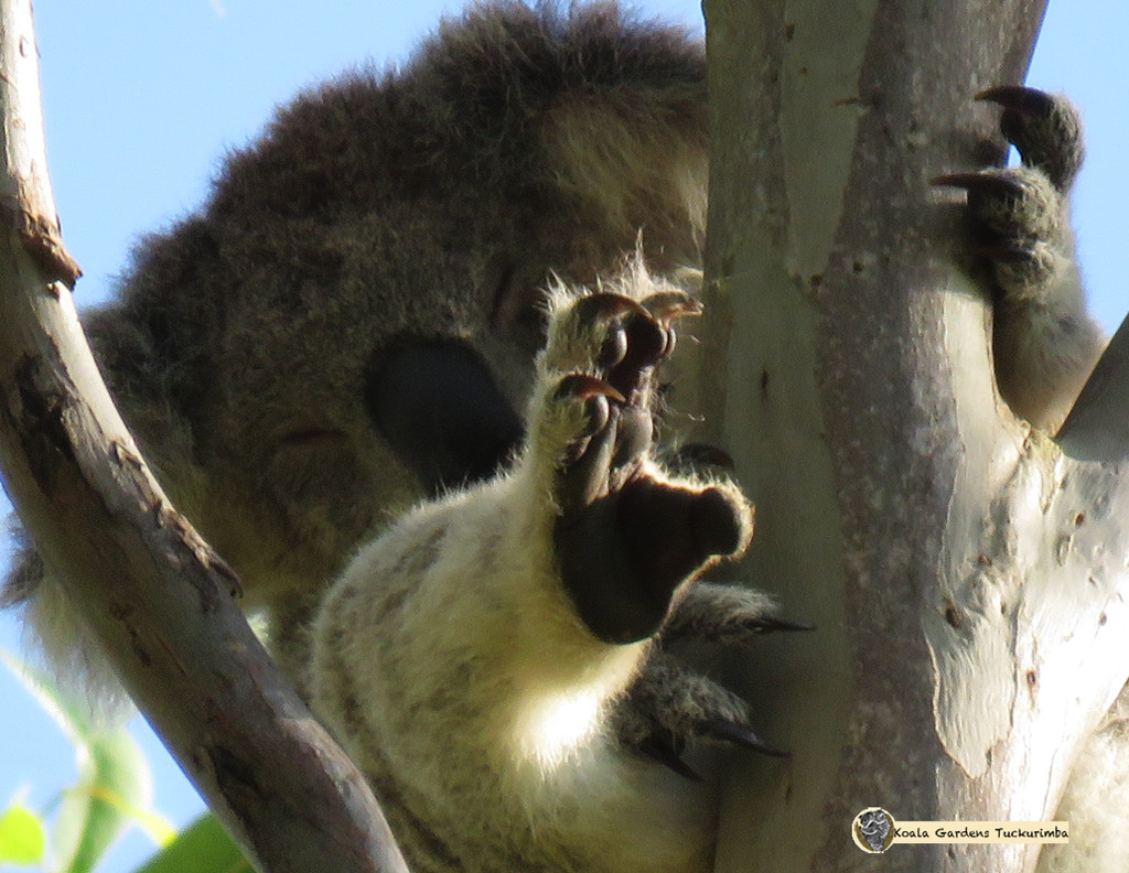 pedi please? by koalagardens
