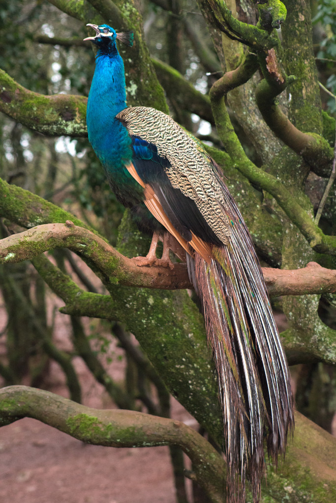 Peacock by callymazoo