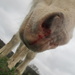Horse...*on the huh...up close and personal by s4sayer