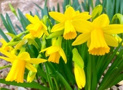21st Feb 2017 - Mini daffodils 