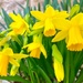Mini daffodils  by 365projectdrewpdavies