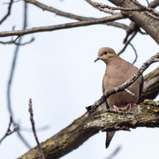 21st Feb 2017 - Mourning Dove