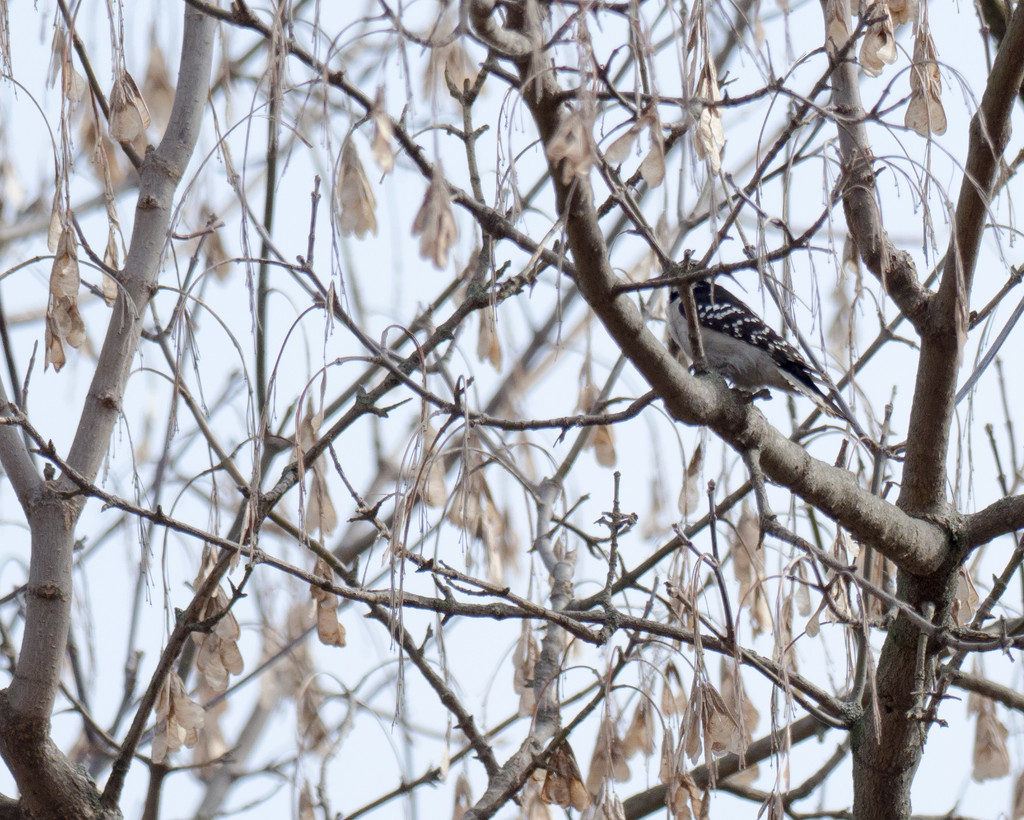 Woodpecker in a maple tree by rminer