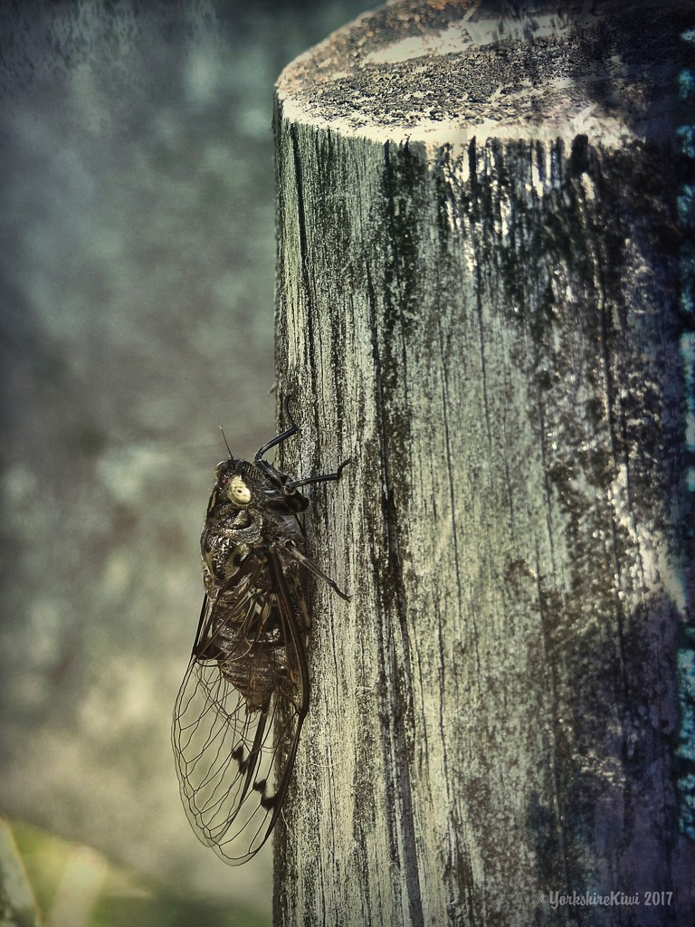 Cicada by yorkshirekiwi
