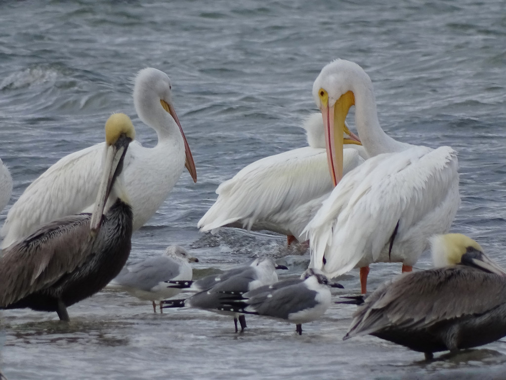 Pelicans and Gulls, Texas by annepann