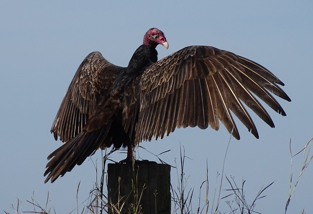 Turkey Vulture, Texas by annepann