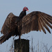 Turkey Vulture, Texas by annepann