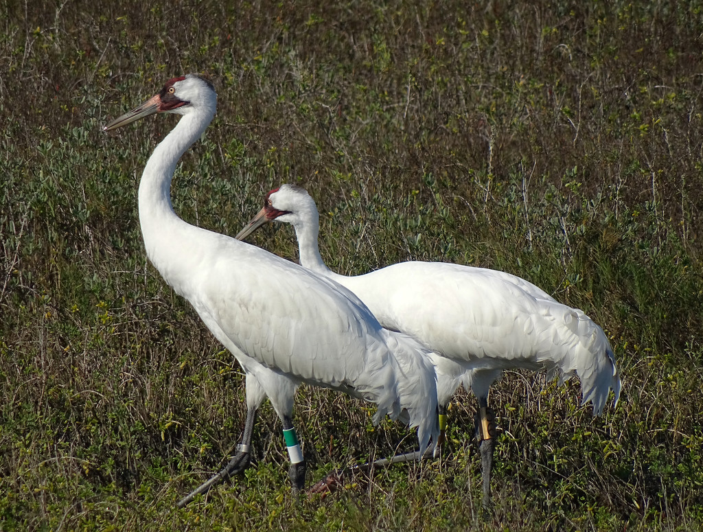 Whooping Cranes, Texas by annepann