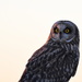 Short-Eared Owl by kareenking