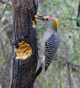 30th Jan 2017 - Golden-fronted Woodpecker, Texas