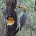 Golden-fronted Woodpecker, Texas by annepann
