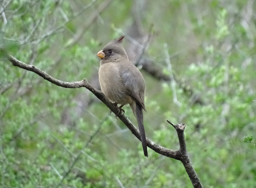 Female Pyrrhuloxia, Texas by annepann