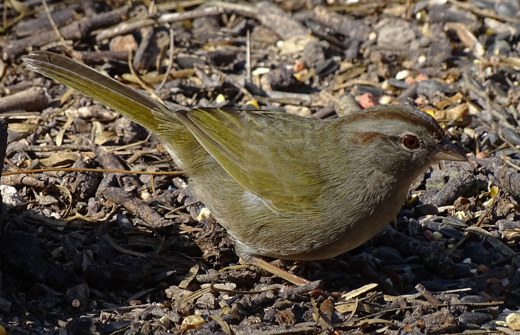 Olive Sparrow, Texas by annepann