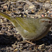 Olive Sparrow, Texas by annepann