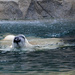 Nose Snorkle of Floating Polar Bear by alophoto