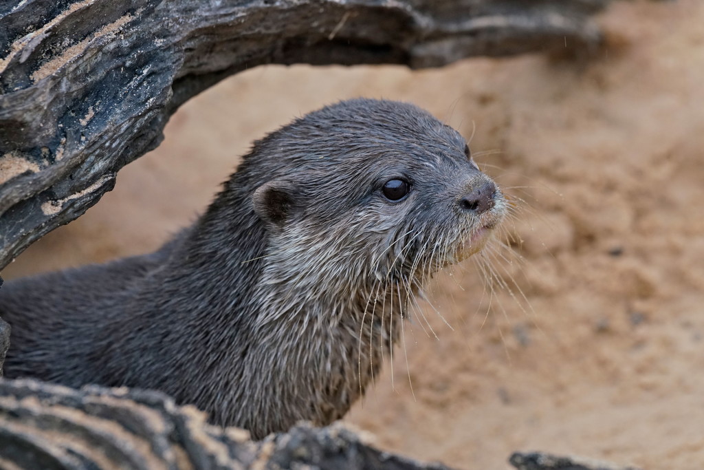 OTTER ON THE SANDS by markp