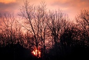 22nd Feb 2017 - Sunset behind the bare trees