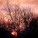 Sunset behind the bare trees by swillinbillyflynn