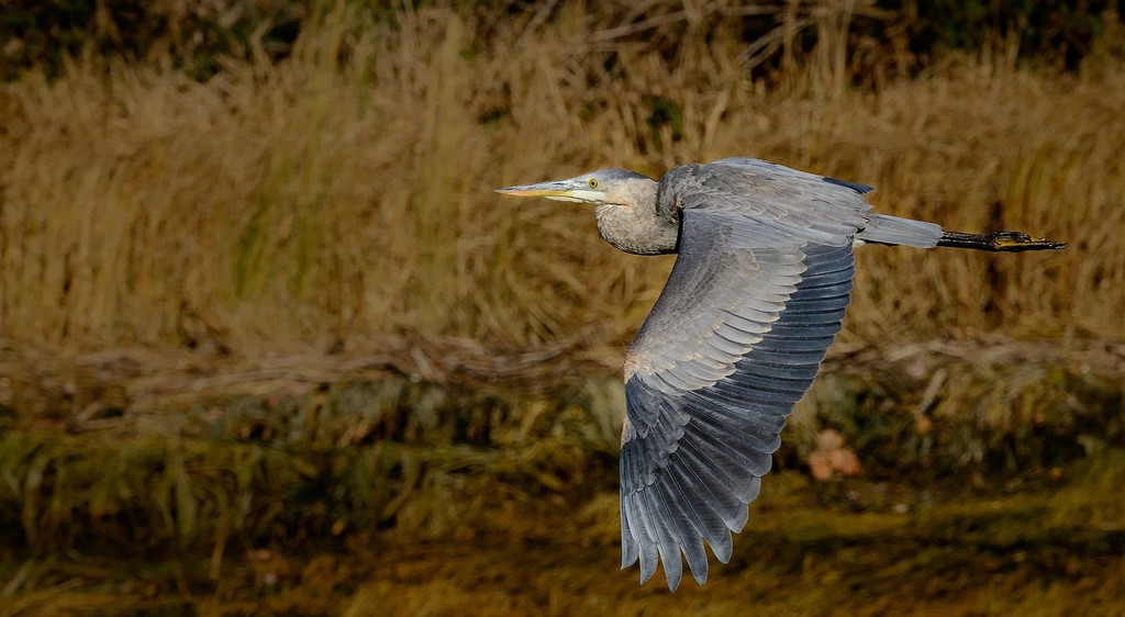 Heron In Flight  by jgpittenger