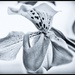 2017 02 22 - Slipper Orchid  by pamknowler